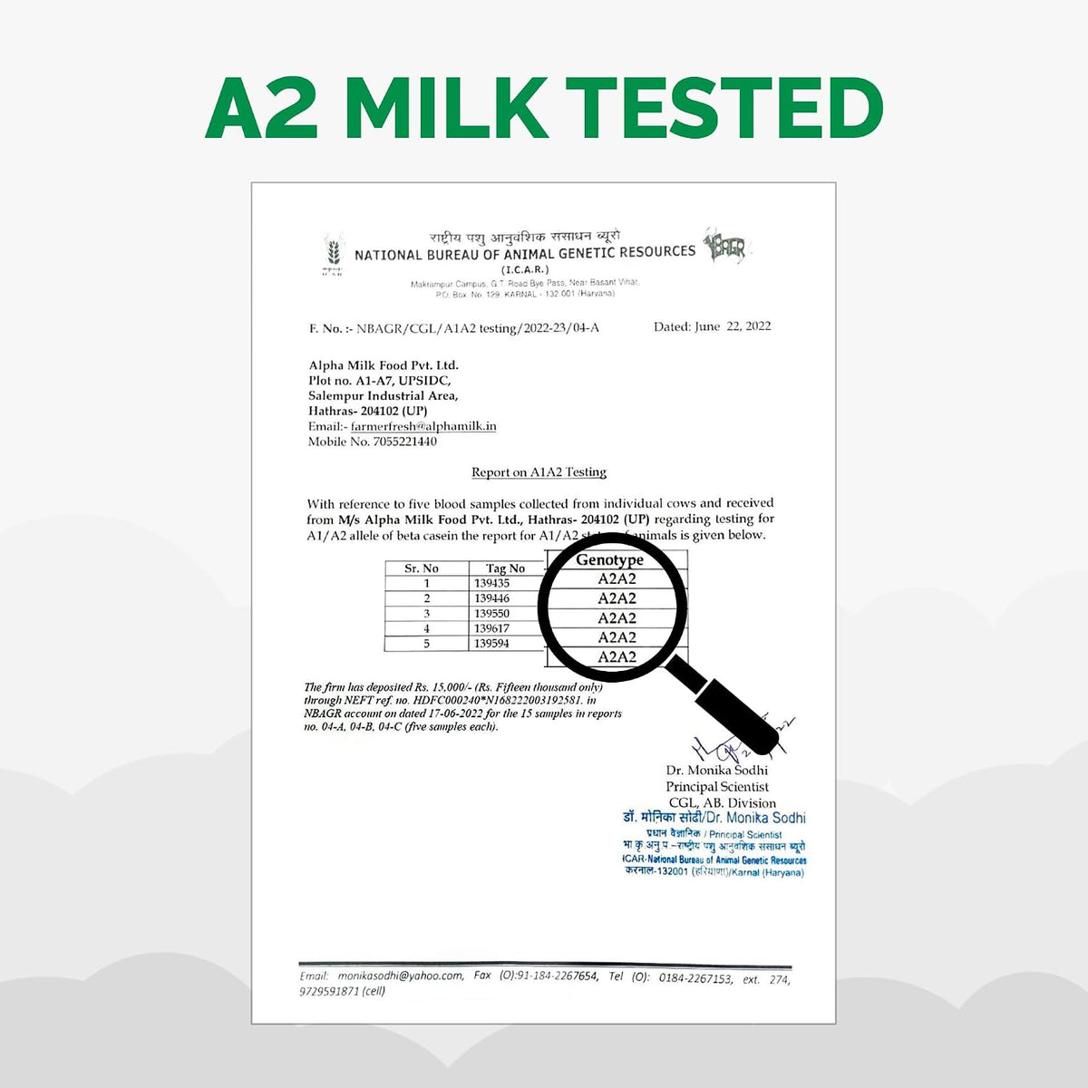 Auric A2 Desi Cow Ghee - Bilona Curd Churned, Lab Tested - 500ml - Image 5