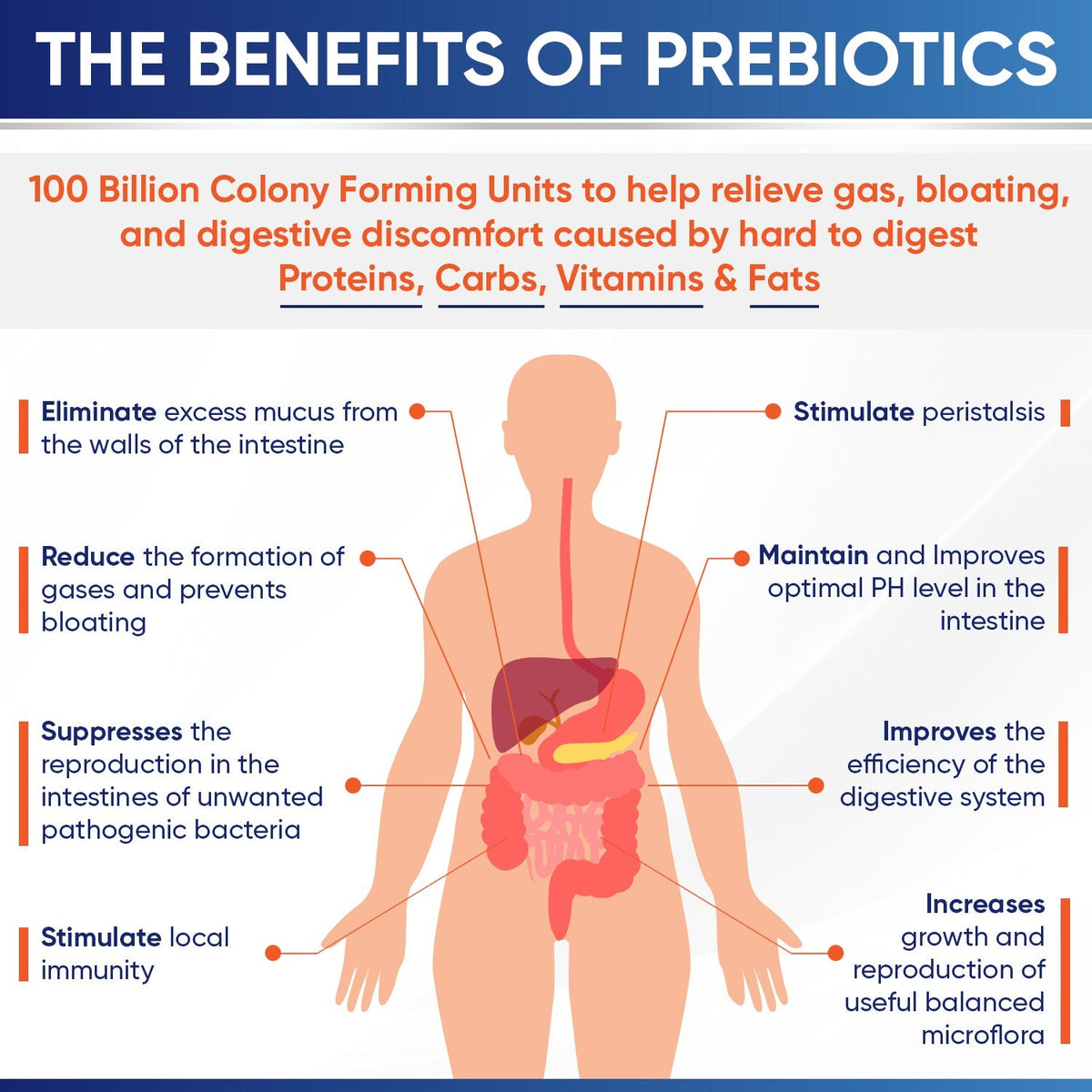 Wholesome Wellness Raw Probiotics 100 Billion CFU Organic Tablets - 30 Count - Image 5