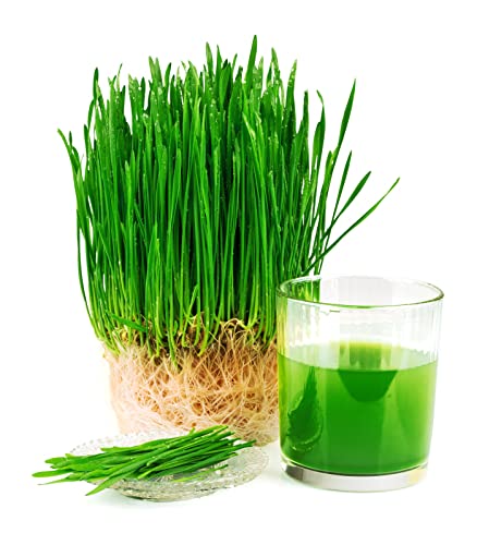 Vedapure Wheat Grass Juice, Herbal & Ayurvedic, 500 ml - Image 7