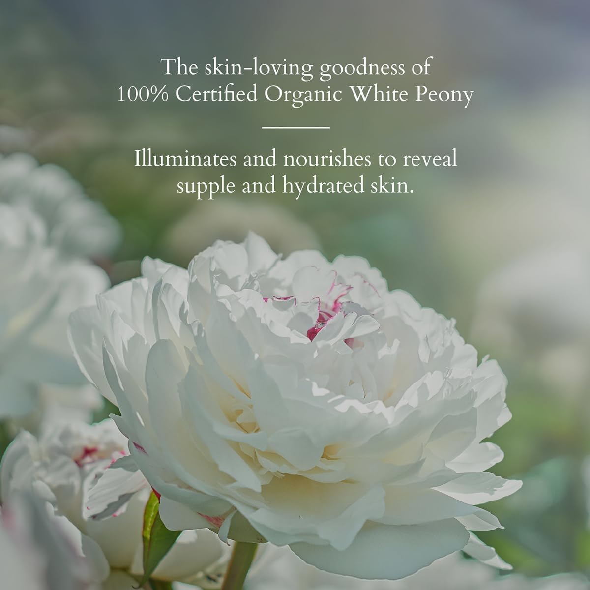 Lotus Organics+ Brightening Face Cream with Precious Formula - 50g - Image 8
