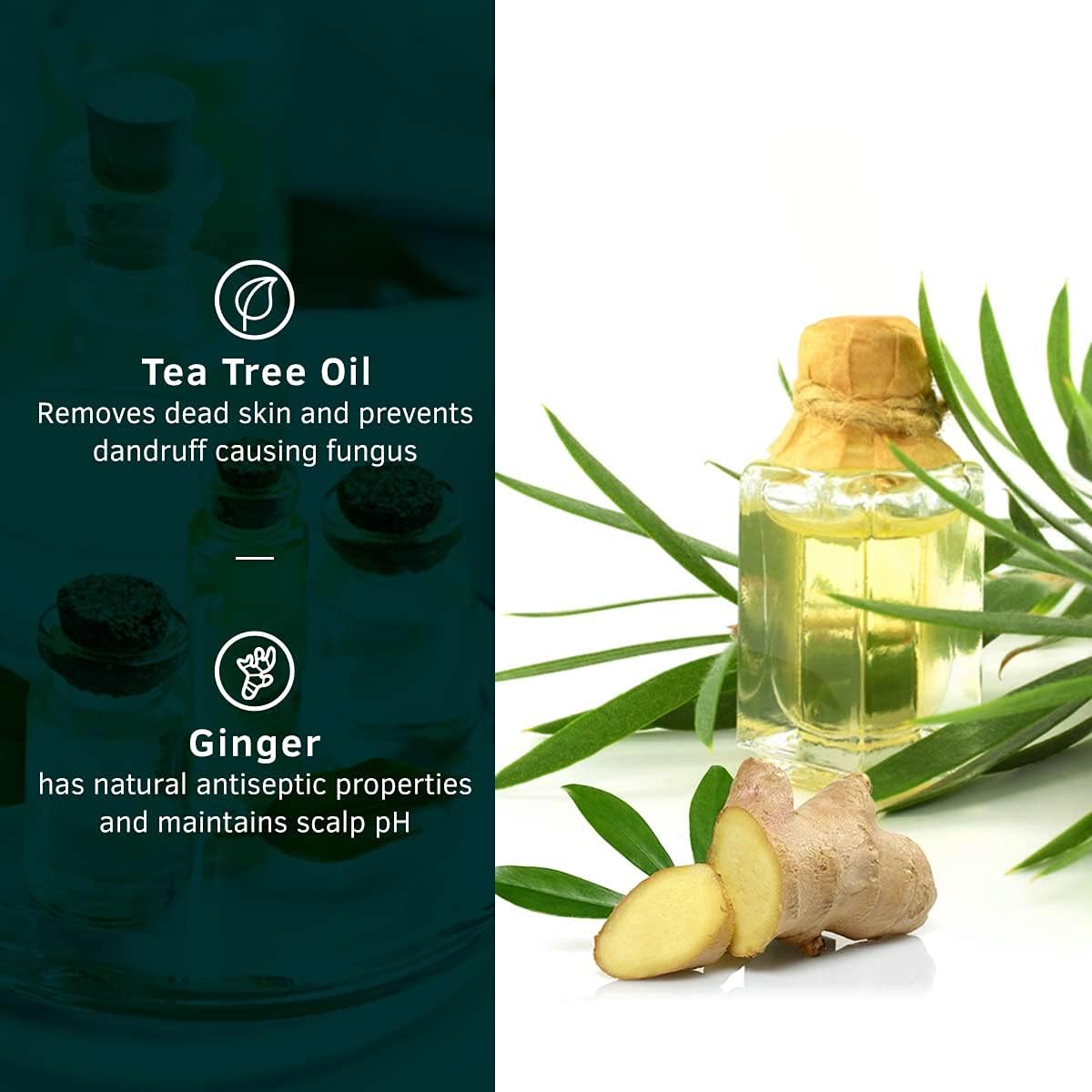 Ustraa Anti-Dandruff Shampoo with Ginger & Tea Tree - 250ml - Image 3