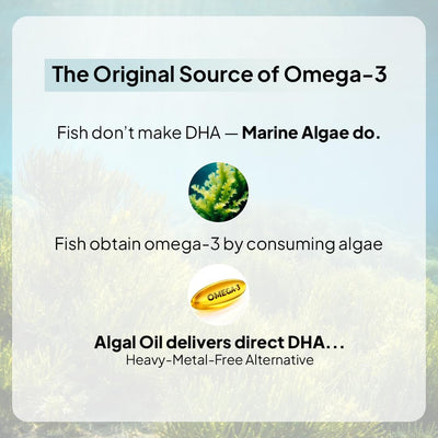 Miduty Veg Omega-3 Capsules - 500mg Algal DHA & EPA, 30 Pack - Image 3