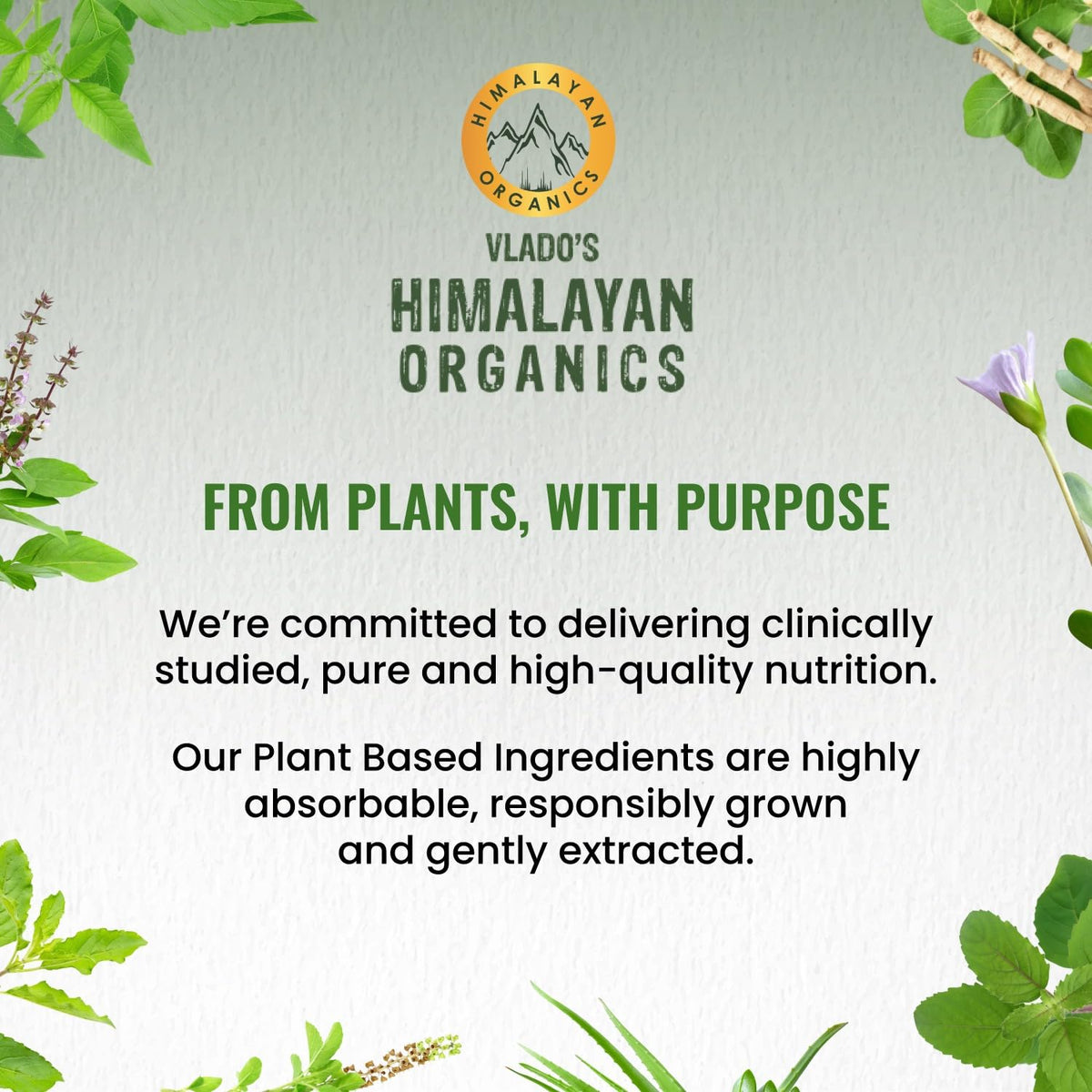 Himalayan Organics Milk Thistle - 120 Herbal Capsules - Image 3