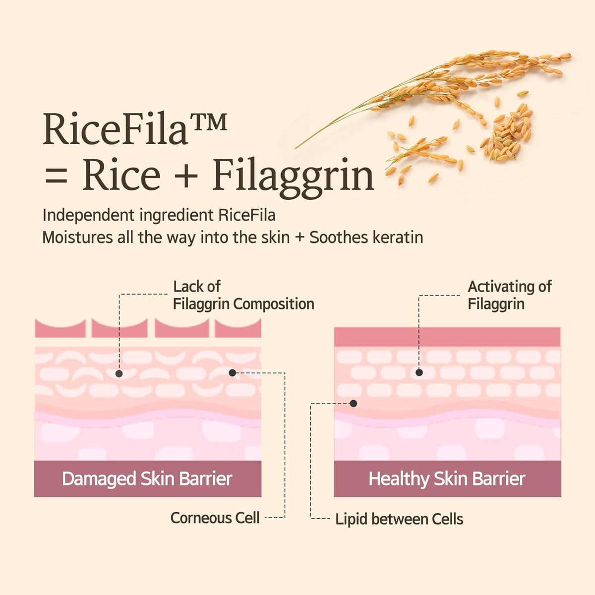 Hayejin RiceFila Oil Toner - Face Serum & Treatment, 150ml - Image 4