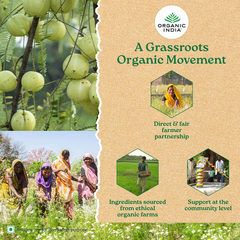 ORGANIC INDIA Tulsi Green Classic Tea 25 Tea bags