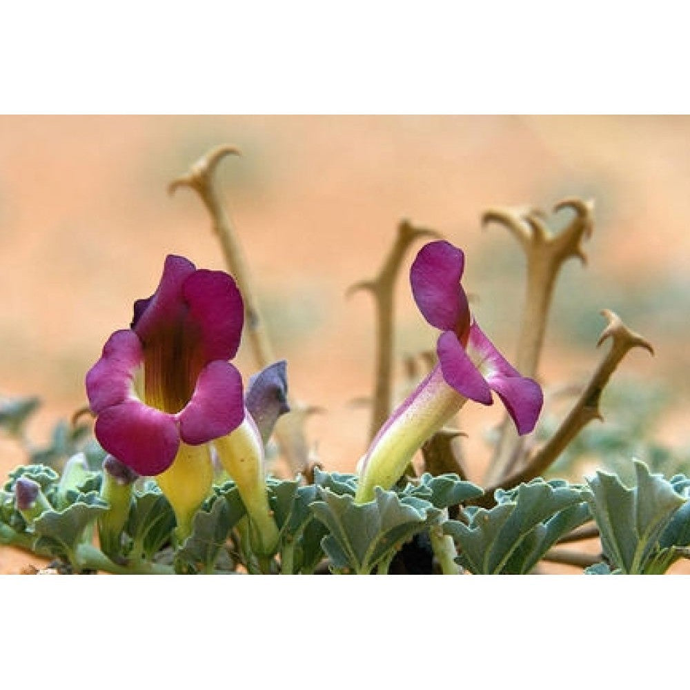  - Image 2