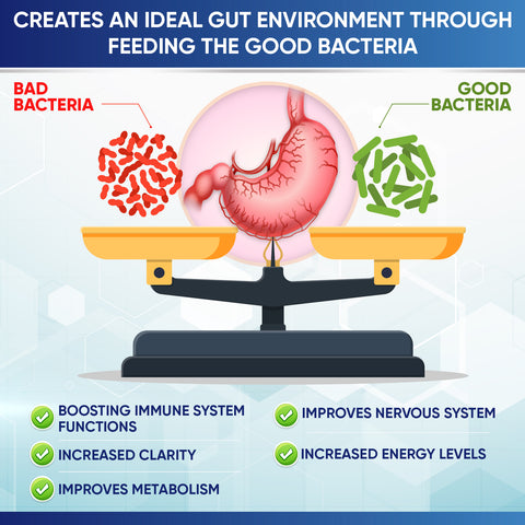 Wholesome Wellness Raw Probiotics 100 Billion CFU Organic 30 Tablets