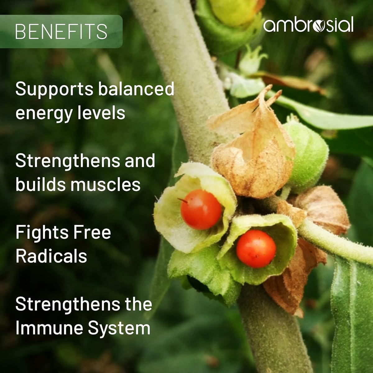 Ambrosial Ashwagandha Capsules - 500mg High Strength - 60 Vegan Capsules