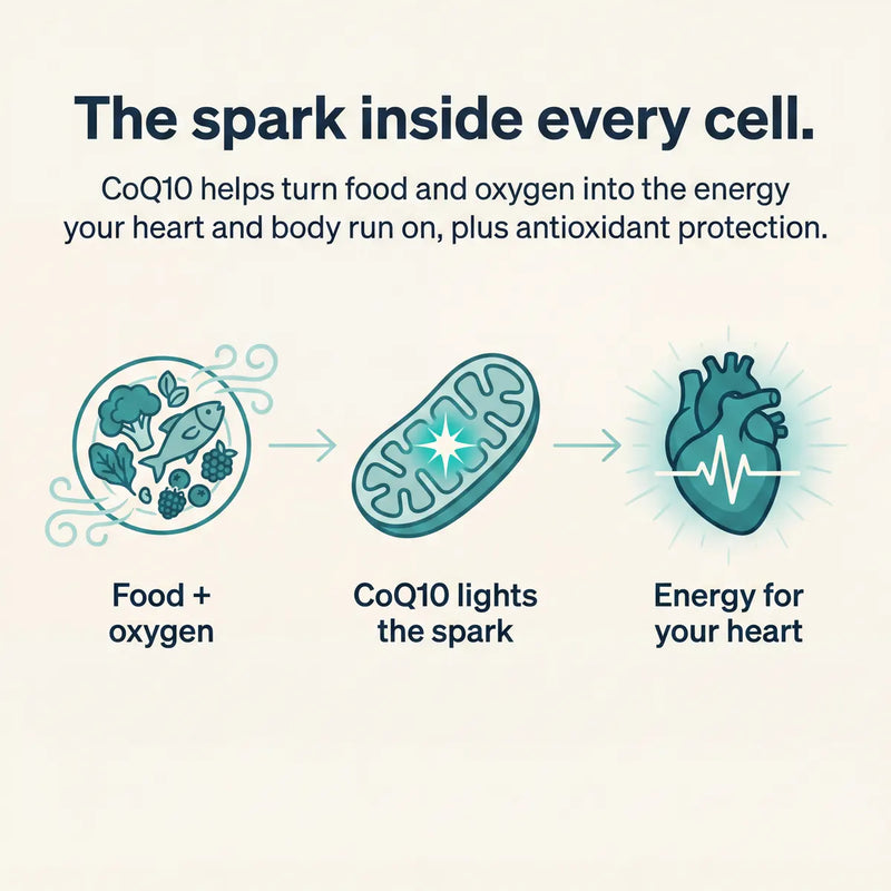 How CoQ10 works in the cell